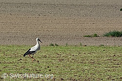 Foto: Weissstorch (Ciconia ciconia) auf Futtersuche