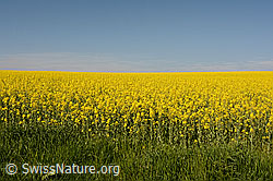 Foto: Blühendes Rapsfeld vor blauem Himmel