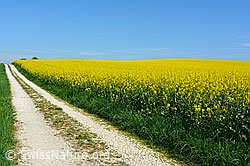 Foto: Feldweg neben blühendem Rapsfeld