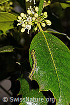 Buchsbaumzünsler Raupe (Cydalima perspectalis) (04.05.2018, C134523)