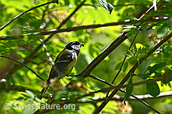 Kohlmeise (Parus major) mit Nahrung im Schnabel (C134933) Kohlmeise (Parus major) mit Nahrung im Schnabel (C134933)