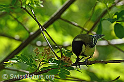 Kohlmeise (Parus major) mit Insekten im Schnabel (C134939) Kohlmeise (Parus major) mit Insekten im Schnabel (C134939)