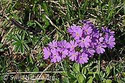 Foto: Blüten der Mehlprimel