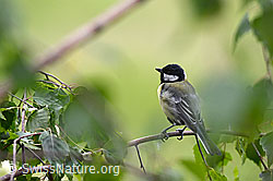 Auf dünnem Ast sitzende Kohlmeise (Parus major) (C135194) Auf dünnem Ast sitzende Kohlmeise (Parus major) (C135194)
