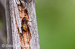 Hornisse (Vespa crabro) (28.05.2018, C135199)
