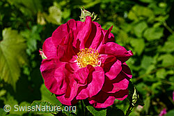 Blume (C135266)