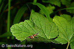 Gebänderte Langhornmotte (Nemophora degeerella) (04.06.2018, C135428)
