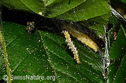 Traubenkirschen-Gespinstmotte (Yponomeuta evonymella) (10.06.2018, C135454)