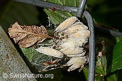Traubenkirschen-Gespinstmotte (Yponomeuta evonymella) (10.06.2018, C135457)