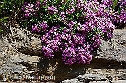 Foto: Rotes Seifenkraut (Saponaria ocymoides)