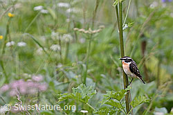 Foto: Braunkehlchen (Saxicola rubetra)