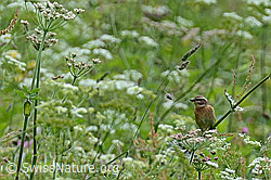 Foto: Braunkehlchen (Saxicola rubetra)