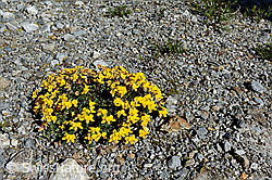 Alpen-Hornklee (Lotus alpinus) (C136528) Alpen-Hornklee (Lotus alpinus) (C136528)