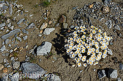 Gewöhnliche Alpenmargerite (Leucanthemopsis alpina) (C136532) Gewöhnliche Alpenmargerite (Leucanthemopsis alpina) (C136532)