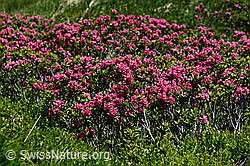 Foto: Rostblättrige Alpenrose