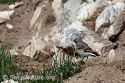 C137122: Vogel