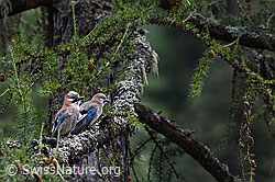 Eichelhäher (Garrulus glandarius) (C137458)