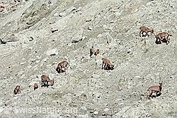 Photo: Alpine ibex (Capra ibex) in a herd