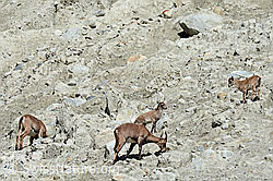 Photo: Alpine ibex (Capra ibex) in a herd