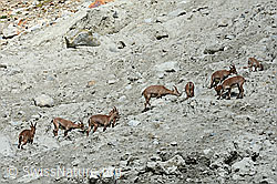Photo: Alpine ibex (Capra ibex) in a herd