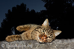 Foto: Hauskatze (Felis catus)