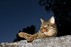 Foto: Hauskatze (Felis catus)