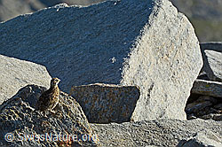 C137941: Schneehuhn Küken