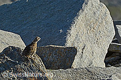 C137943: Schneehuhn Küken