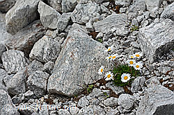 Foto: Gewöhnliche Alpenmargerite