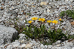 Photo: Clusius Gemswurz