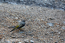 Gebirgsstelze (Motacilla cinerea) (C138645)
