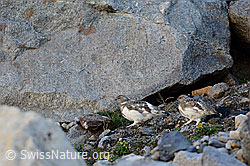 Junge Schneehühner (Lagopus mutus) in karger Umgebung (C140585)