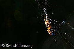 Spinne im Netz (C141027)