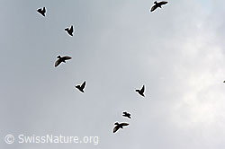 Photo: Fliegende Stare