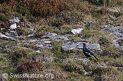 Photo: Birkhahn während der Herbstbalz