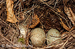 Photo: Verlassenes Nest einer Amsel