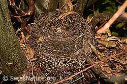 Photo: Vogelnest einer Amsel