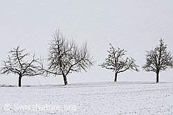 C143579: Baumreihe im Winter