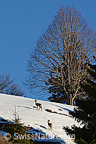 Photo: Capreolus capreolus
