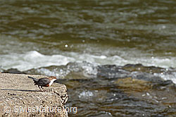Photo: Wasseramsel (Cinclus cinclus)