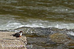 Photo: Wasseramsel (Cinclus cinclus)