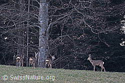 C144025: Rehe