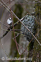 Photo: Schwanzmeise neben Nest