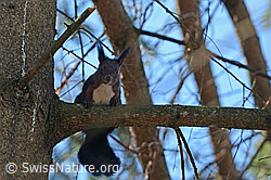 Photo: Eichhörnchen (Sciurus vulgaris)