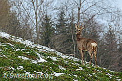 Photo: Capreolus capreolus