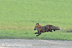 Photo: Springender Fuchs