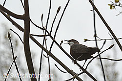 Photo: Singende Wasseramsel (Cinclus cinclus)