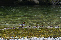 C145928: Junge Gänsesäger (Mergus merganser)