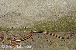 Blindschleiche (Anguis fragilis) (C145977)