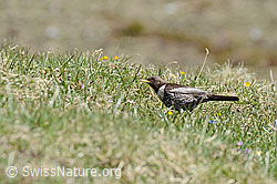 Foto: Ringdrossel (Turdus torquatus)